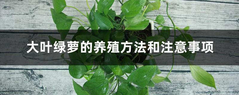 Cultivation methods and precautions for large-leaf Pothos