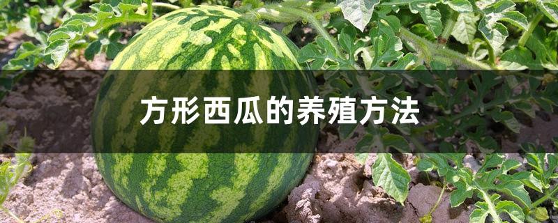 Cultivation method of square watermelon