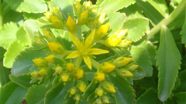 The breeding method of Sedum notoginseng