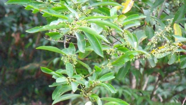 Cultivation methods and precautions for pheasant peppercorns