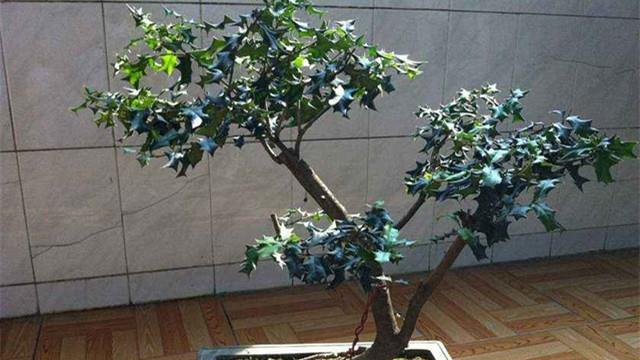 How to maintain medlar bonsai
