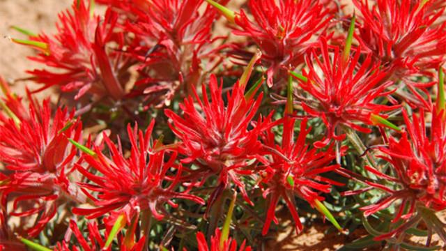 What is the Indian Paintbrush Flower