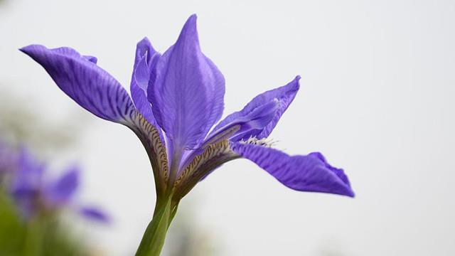 The difference between iris and iris orchid