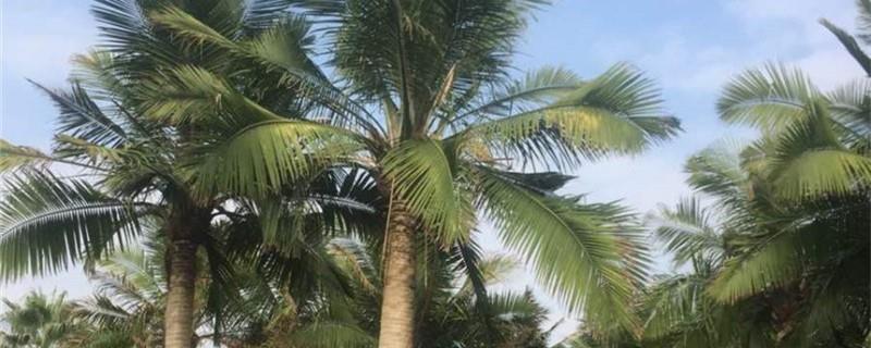 King coconut farming method