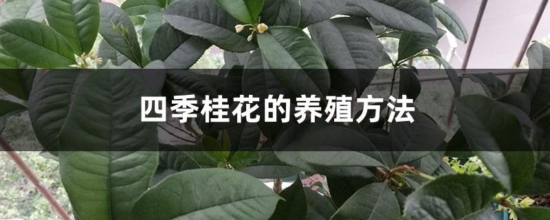 Cultivation methods of four-season osmanthus