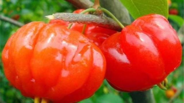 The breeding method of red fruit
