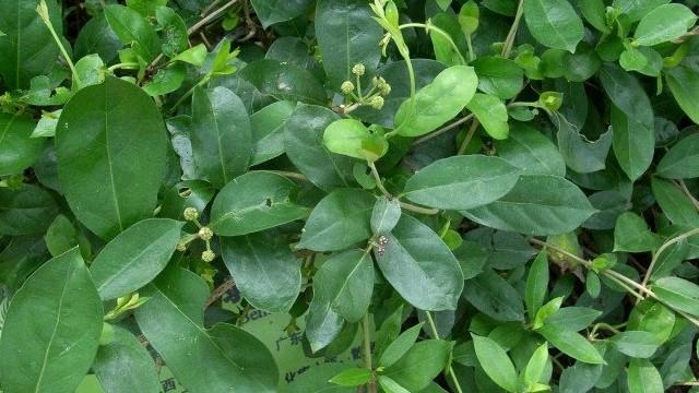 Morinda officinalis cultivation methods and precautions