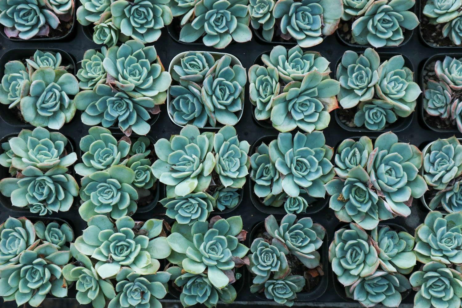 Succulent