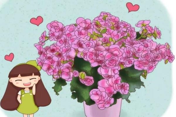 These 5 kinds of flowers, the flowers are as big as buns, much prettier than Ouyue!
