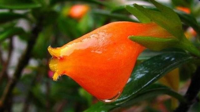 Cultivation methods and precautions of goldfish flowers