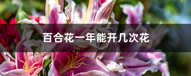 How many times can lilies bloom in a year