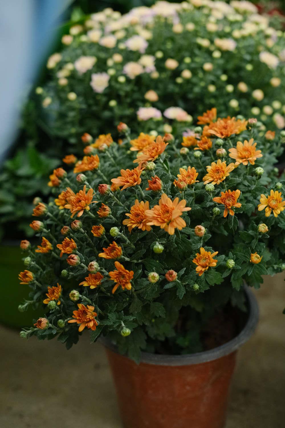 Chrysanthemum