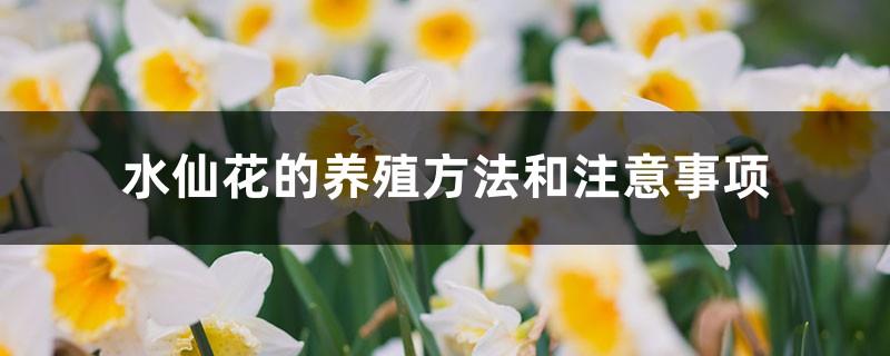 Daffodil cultivation methods and precautions