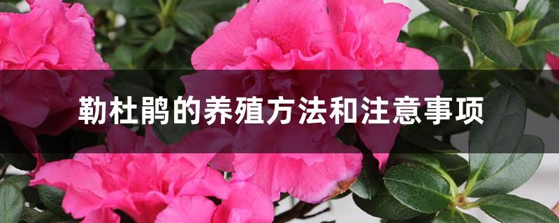 The breeding methods and precautions of Le Rhododendron