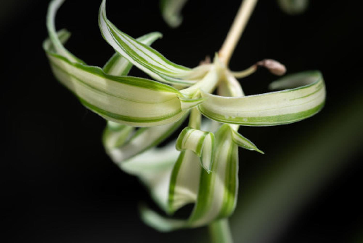 Chlorophytum