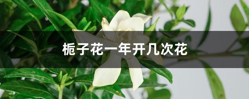How many times does gardenia bloom a year
