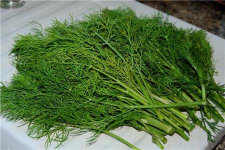 fennel