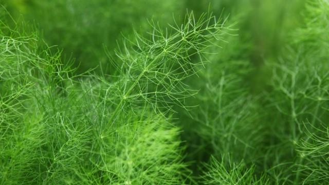 The difference between dill and fennel