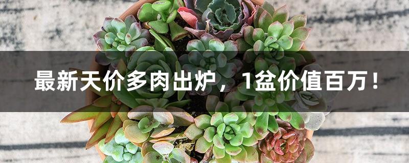 The latest high-priced succulents are released, one pot is worth a million!