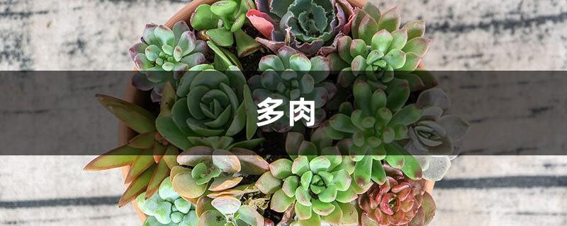 These 8 kinds of succulents are the easiest to eat, and there are too many of them at home!