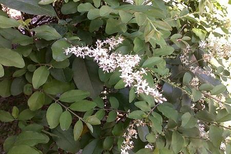 Ligustrum lucidum