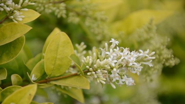 The difference between Ligustrum lucidum and Ligustrum lucidum