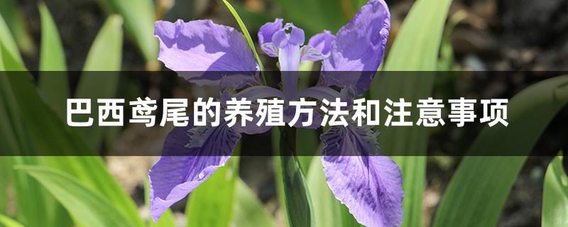 Brazilian iris farming methods and precautions