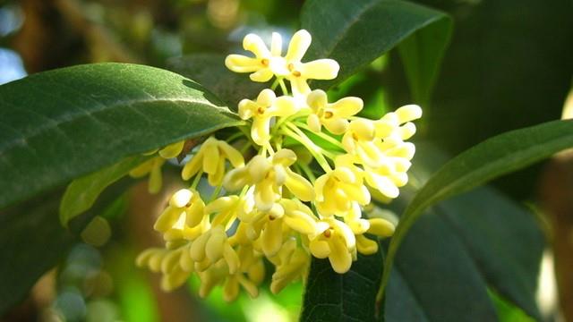 Cultivation methods and precautions for laurel laurel