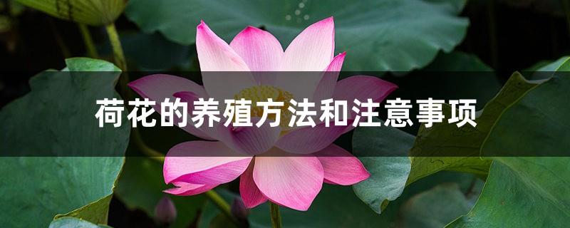 Lotus cultivation methods and precautions