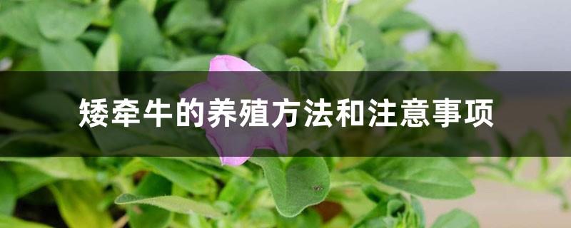 Petunia breeding methods and precautions