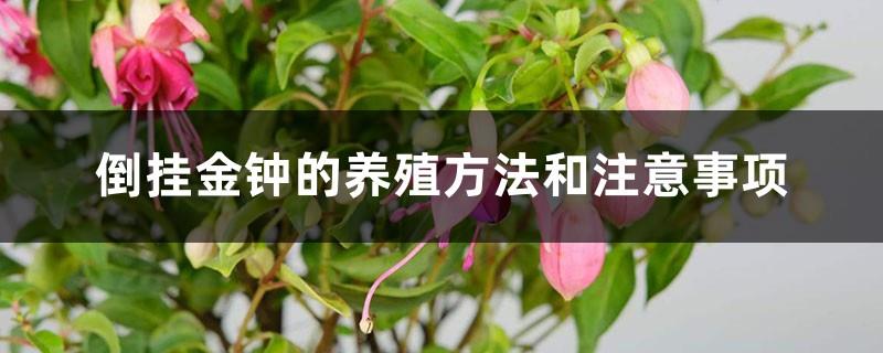 Fuchsia breeding methods and precautions