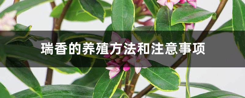 Daphne cultivation methods and precautions