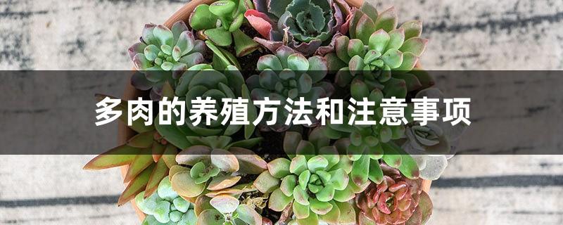 Succulent breeding methods and precautions