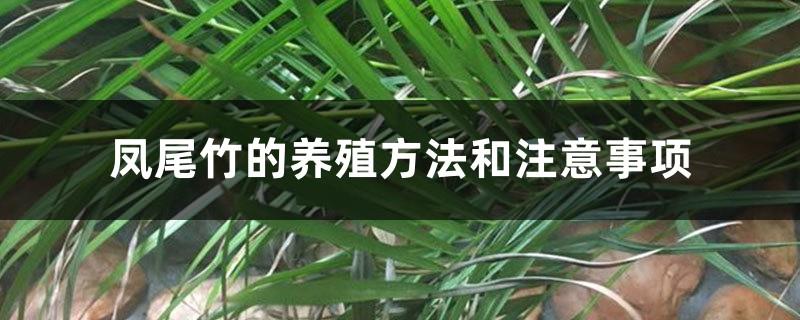 Phoenix bamboo cultivation methods and precautions