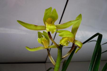 Nice-looking orchid