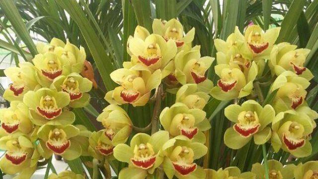 The difference between Cymbidium and Molan