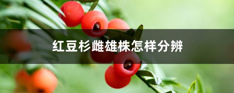 How to distinguish male and female yew plants