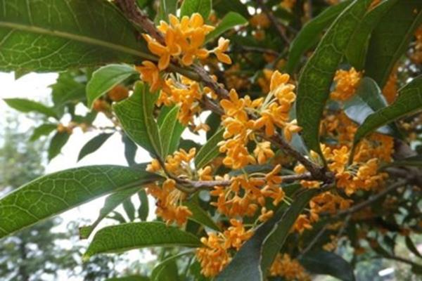 The difference between golden osmanthus and eight osmanthus