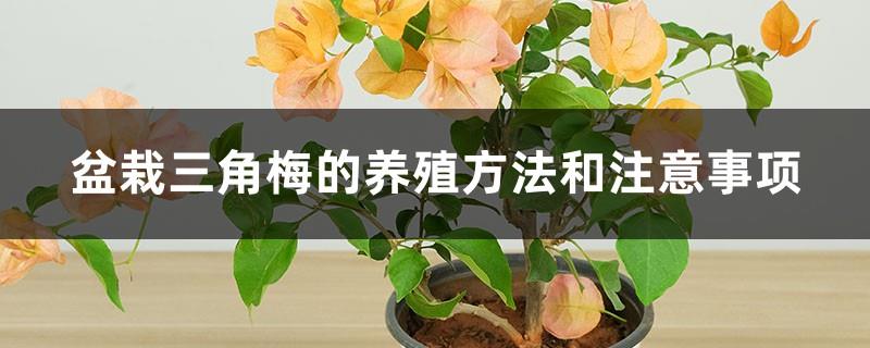 Cultivation methods and precautions for potted bougainvillea
