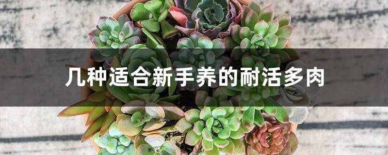 Several types of durable succulents suitable for novices