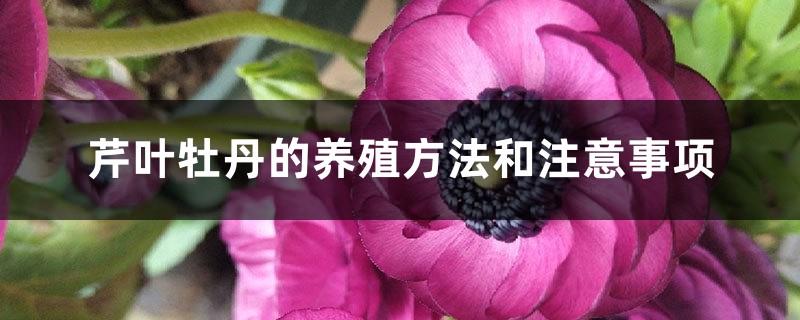 Cultivation methods and precautions of celery leaf peony