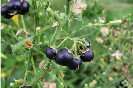 Beautiful Nightshade