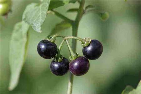 Solanum nigrum