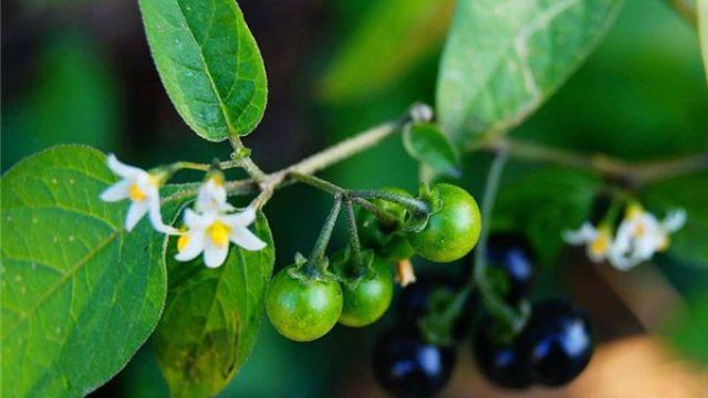 The difference between nightshade and black wolfberry