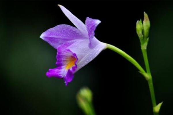 Bamboo leaf orchid breeding methods and precautions