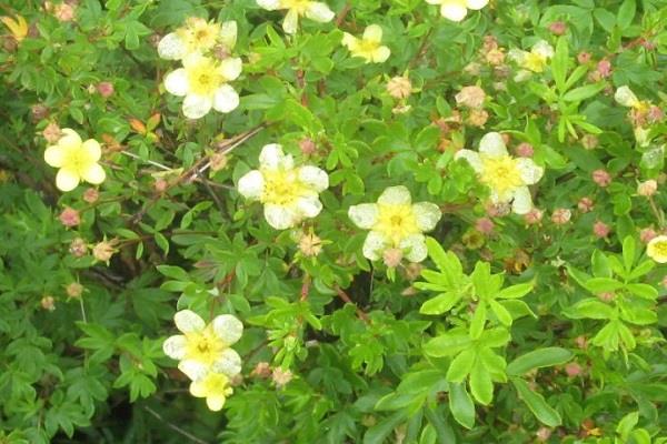 The flowering period and main value of Golden Dew Plum