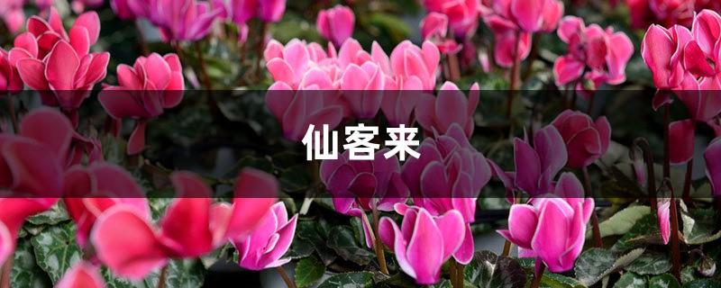 Buy a pot of cyclamen during the Chinese New Year, water it like this, it will 100% survive and the flowers will bloom undefeated!