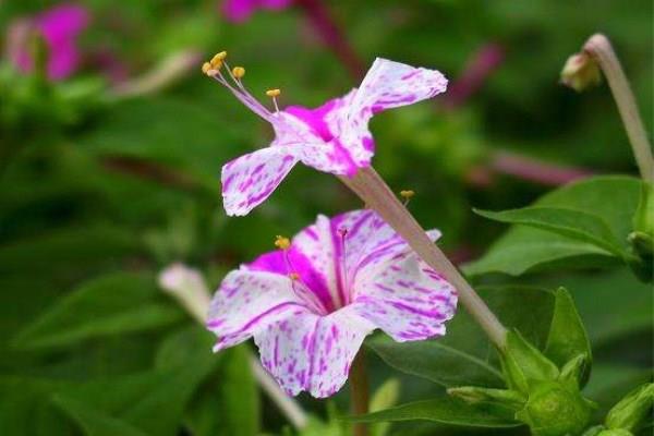 The difference between purple jasmine and tuberose