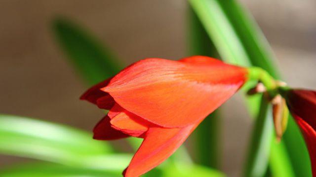 The difference between orchid and amaryllis