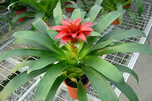 Main varieties of ornamental pineapples